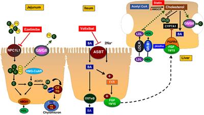 Disturbances in Cholesterol Homeostasis and Non-alcoholic Fatty Liver Diseases